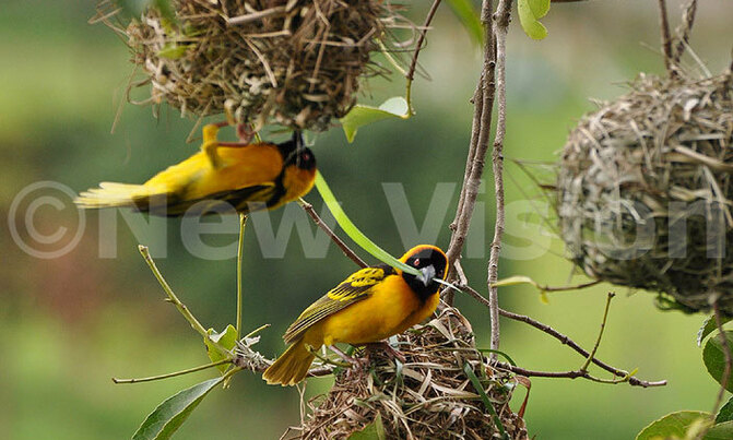 How 'babyless' birds help with parenting expecting rewards How 'babyless' birds help with parenting expecting rewards