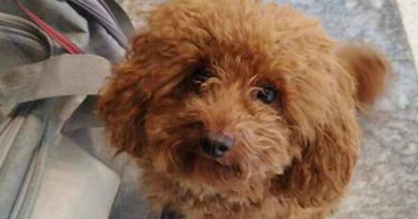 Athens airport welcomes pets and owners on special flight from UAE