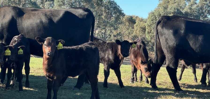 Contract breeding has been a mutually beneficial enterprise for the Howard family from Tarcutta in southern New South Wales and the stud they breed for. 