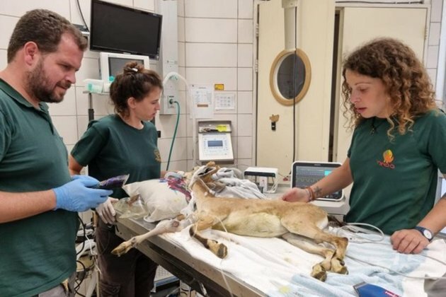 Innovation in conservation: Israeli 3D printing aids injured mountain goat's return