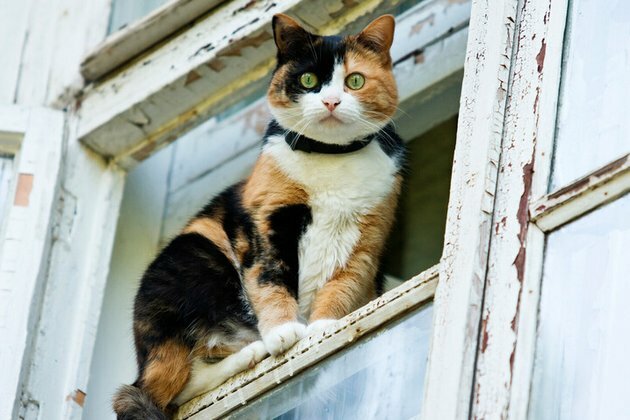 Russia has the most cats in Europe
