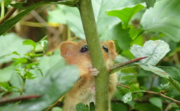 'Hedge fund': CPRE calls on government to expand UK's hedgerow network