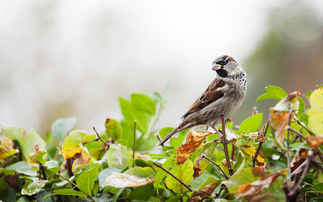 Landscape Recovery scheme can boost bird populations by 50 per cent, the report argues | Credit: iStock