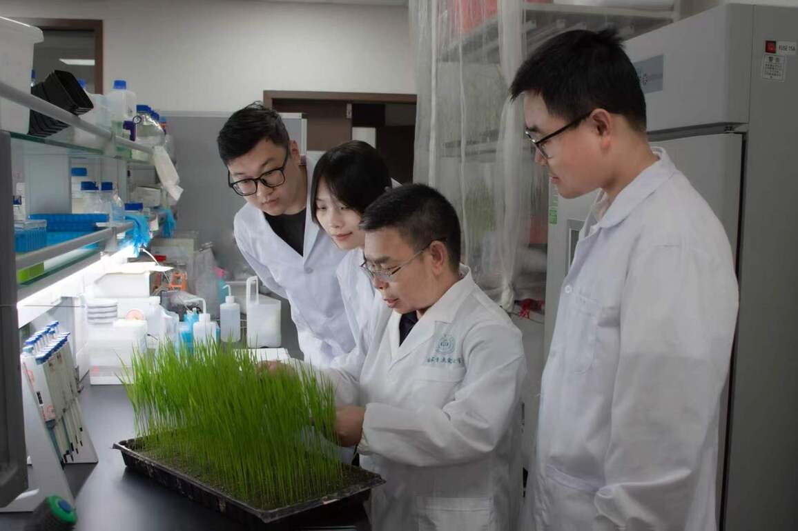 CHINA-SICHUAN-SCIENTISTS-RICE DISEASE (CN)