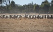  Shorn wool production is expected to drop to 272mkg greasy. Picture Mark Saunders.