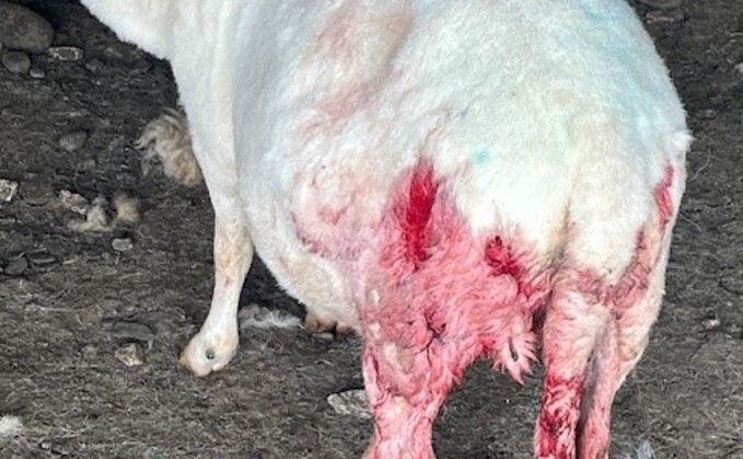 Officers said the animal is still alive and being treated by the affected farmer.
Police said the ewe may not survive the attack and could be put to sleep. (North Wales Police)