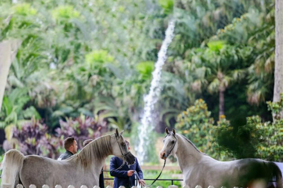 First leg of second edition of Emirates Arabian Horse Global Cup in Australia achieves great success