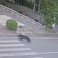 Bear that forced schools, universities to close, caught near Tokyo