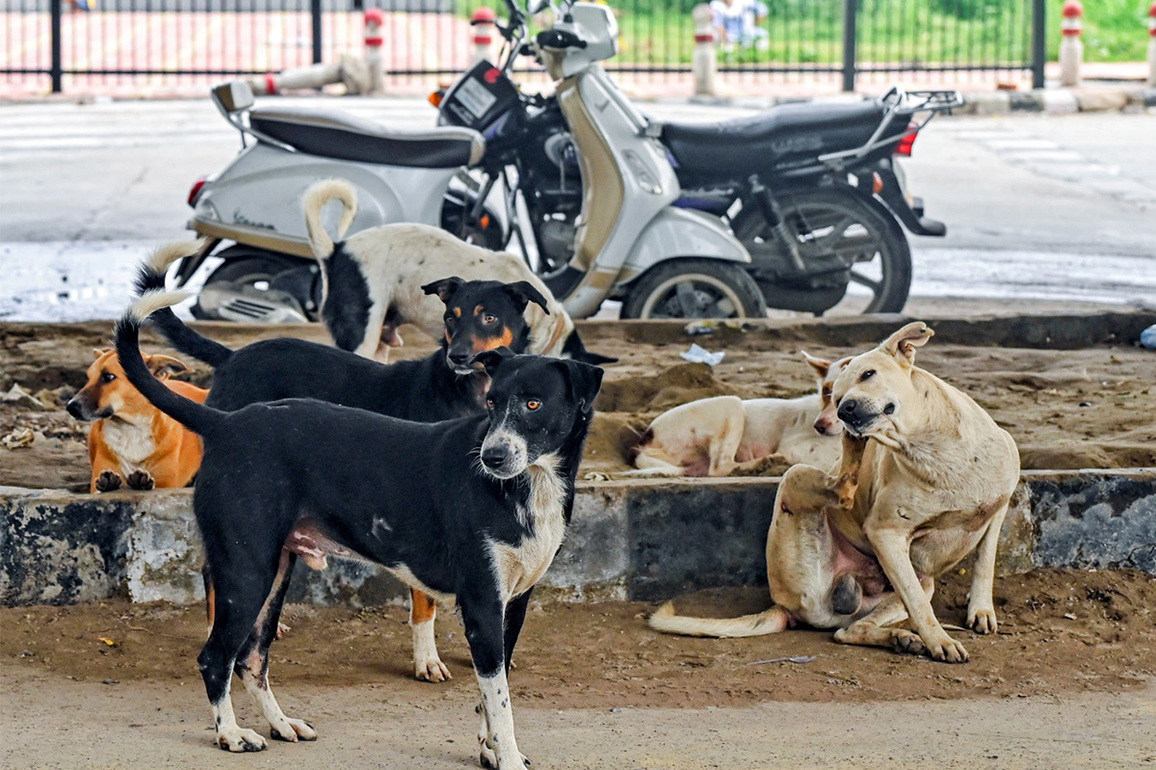 Protest erupts in Delhi's Saket over Supreme Court's recent order on stray dogs
