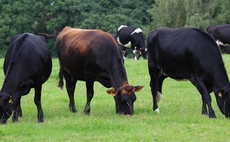 Genomic testing introduced for cross-bred dairy herds