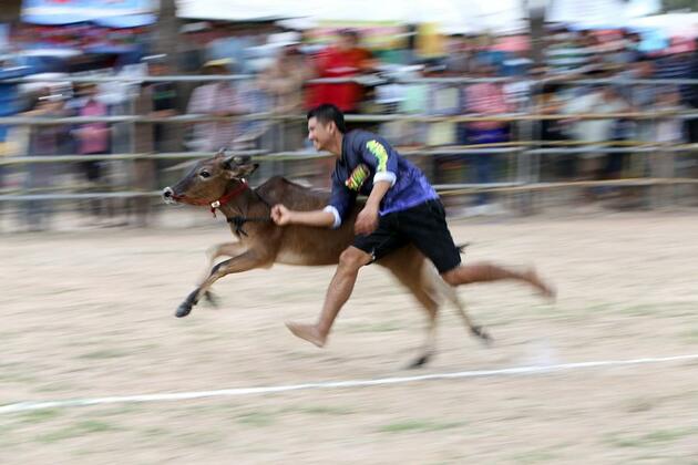 Asia Album: Ox cart race in Phetchaburi, Thailand