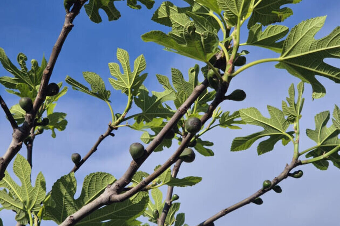 NYU Abu Dhabi study links wild fig trees to food security