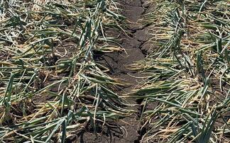 'Most challenging season ever encountered' by onion sector