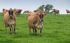 Jersey cows most likely died from botulism