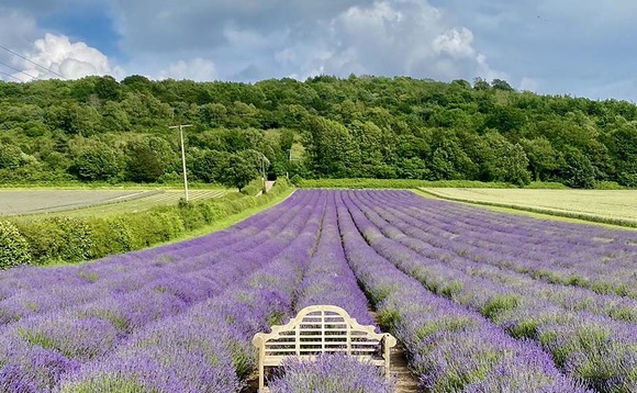 Summer farm hotspot: Castle Farm's lavender fields a sight to behold