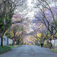 SOUTH AFRICA-JOHANNESBURG-JACARANDA-BLOOMING