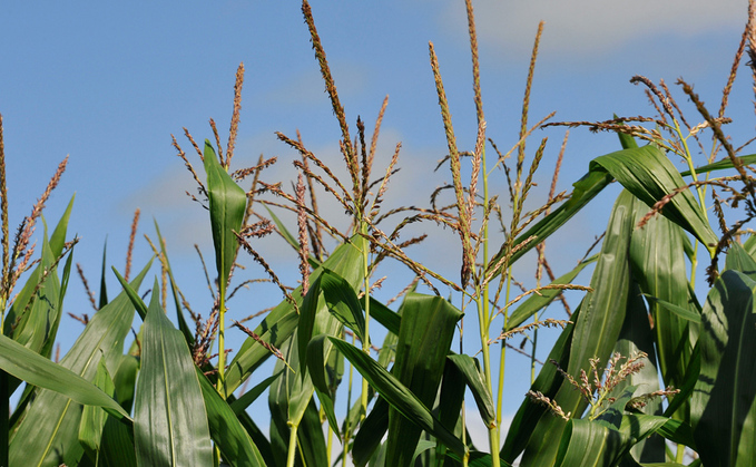 Book maize seed early this year