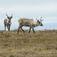 What's at risk for Arctic wildlife if Trump expands oil drilling in the fragile National Petroleum Reserve-Alaska