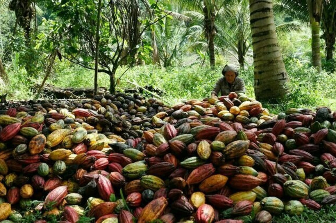 Pahitnya nasib pekebun perempuan industri cokelat: Upah rendah, minim perlindungan