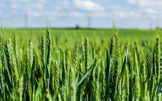 Farmers invited to join pioneering crop trials  