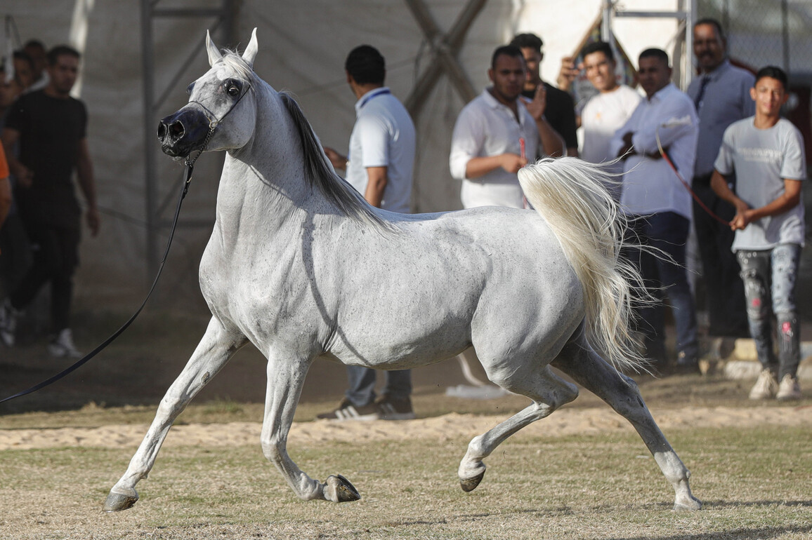 EGYPT-SHARQIA-ARABIAN HORSES FESTIVAL-BEAUTY CONTEST