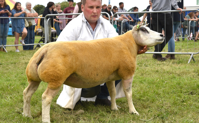 Inter-breed sheep and Beltex champion from Sean Forshaw