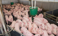Profitability still a long way off for pig sector