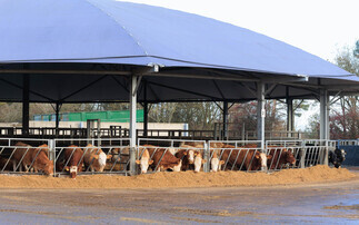Early maturity maize key to profitable net zero beef at Leicestershire farm
