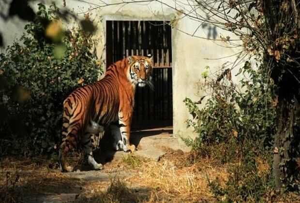 Nepal's Central Zoo opens after 8 months with precautions