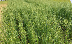 Avadex liquid herbicide receives spring cereal recommendation