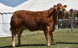 Limousin heifer reigns supreme at Nottinghamshire Show