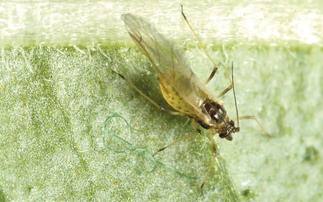 Potato project continues to tackle aphid levels
