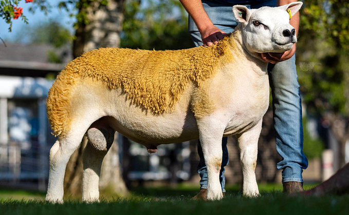 High of 70,000gns at Solway and Tyne Texel sale