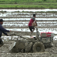 Manipur's rural economy withers as conflict keeps farmers away from fields