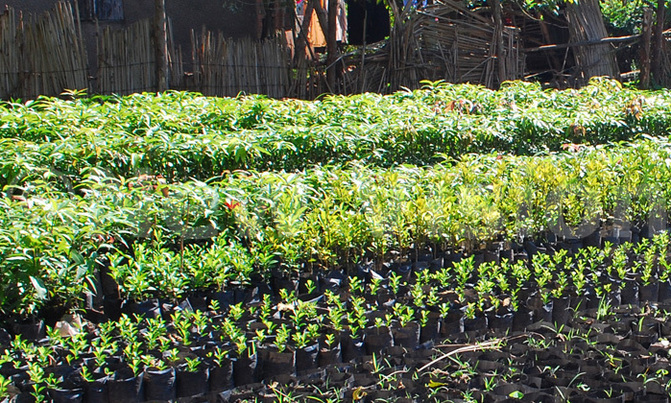 Soroti leader warns against fake seedlings Soroti leader warns against fake seedlings