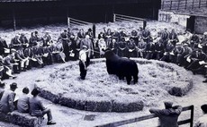 Aberdeen-Angus breed looks to the future as it reflects on major milestone