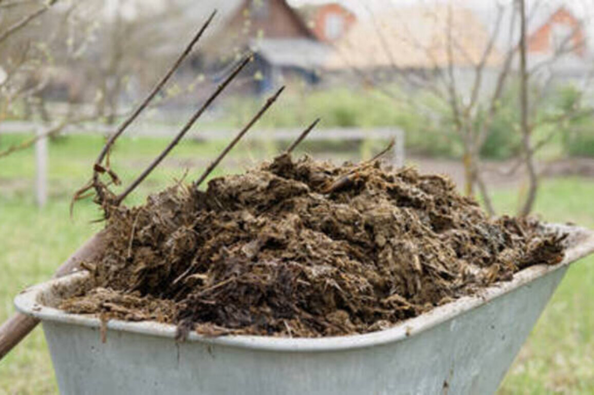 EU to rely on cow manure amid Iran war fertilizer crisis - Politico