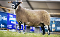 Blackface ewe triumphs for third time at Royal Highland Show