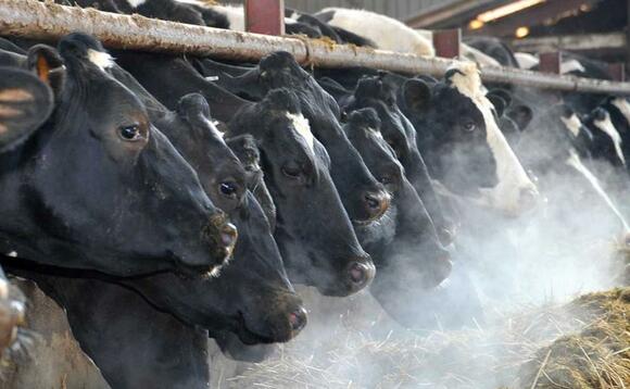 Scottish dairy herd numbers drop