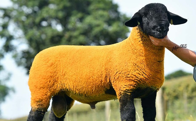 Salopian Solid Gold smashes Suffolk sheep record at 200,000gns