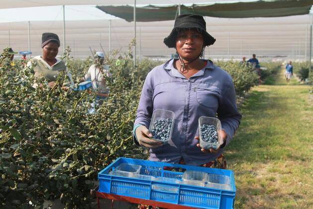 (Hello Africa) Zimbabwean blueberry farmers set sights on China's lucrative market