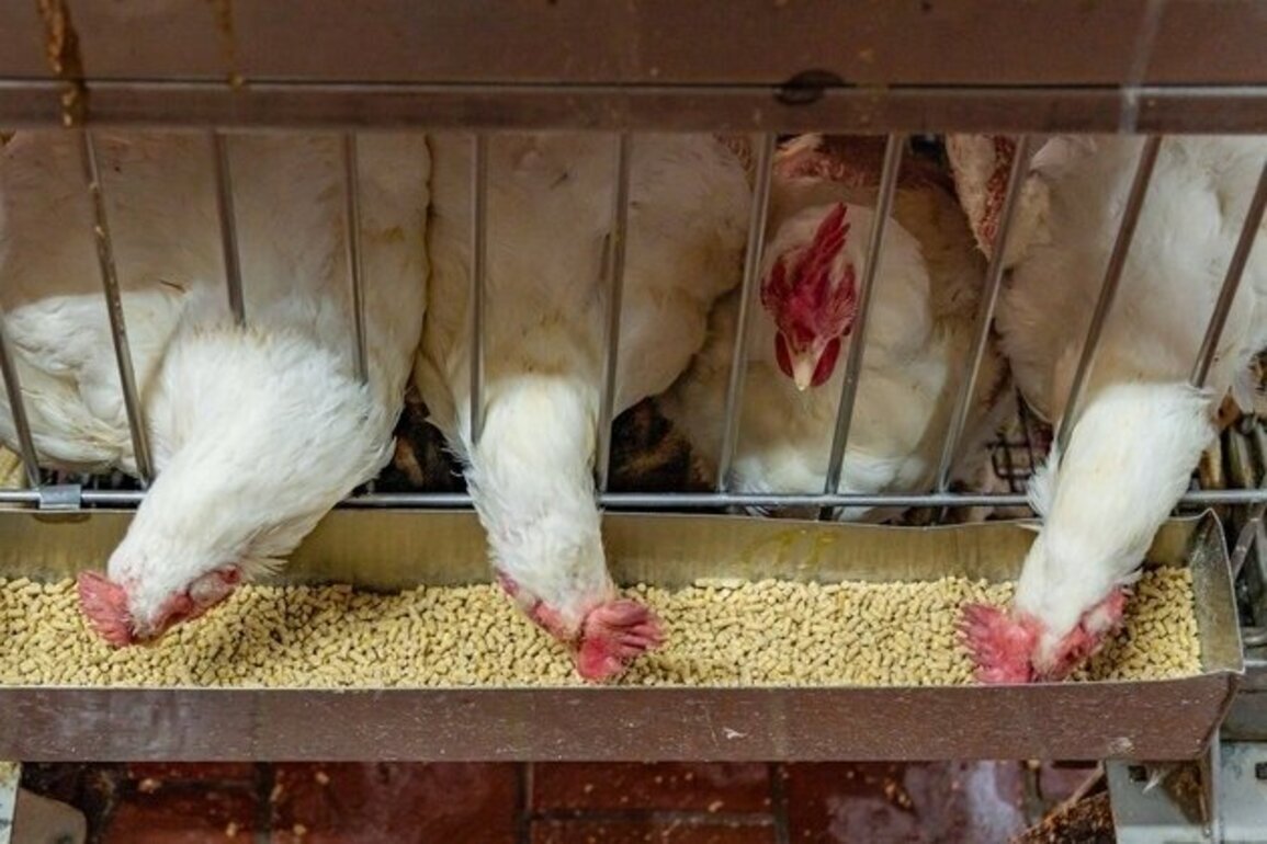 Conditions in NC factory farms could harm workers' health