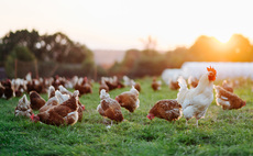 US-UK trade deal: 'Right choice' made as poultry excluded in Trump deal, BPC says