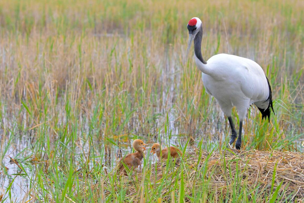 EcoChina | Captive-bred red-crowned cranes entered breeding season in NE China