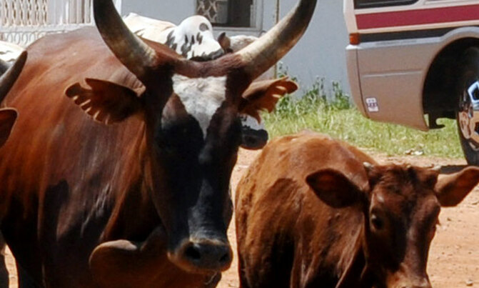 Katakwi anti-stock theft unit recovers stolen cattle Katakwi anti-stock theft unit recovers stolen cattle