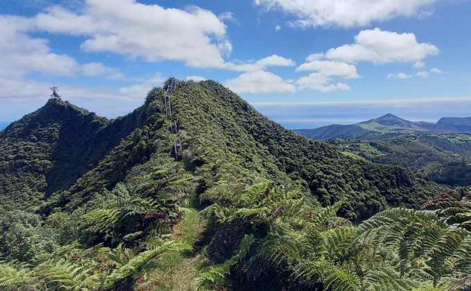 St Helena's cloud forest | Credit: Colby Thomas St Helena's cloud forest | Credit: Colby Thomas