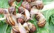 Snails attack southern crops