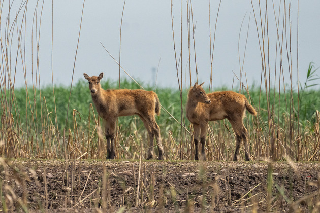 CHINA-HUNAN-SOUTH DONGTING LAKE-MILU DEER (CN)