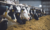 Study shows fall in emissions from England's farms