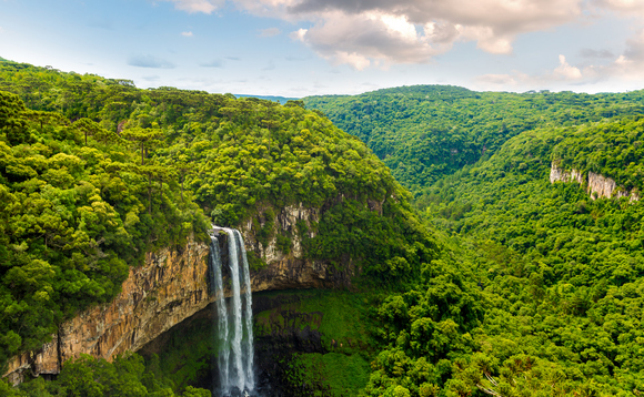 Rainforest is a key carbon store | Credit: iStock Rainforest is a key carbon store | Credit: iStock